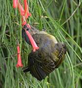 Reichenbach's Sunbird