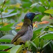 Reichenbach's Sunbird