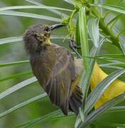 Reichenbach's Sunbird