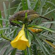 Reichenbach's Sunbird