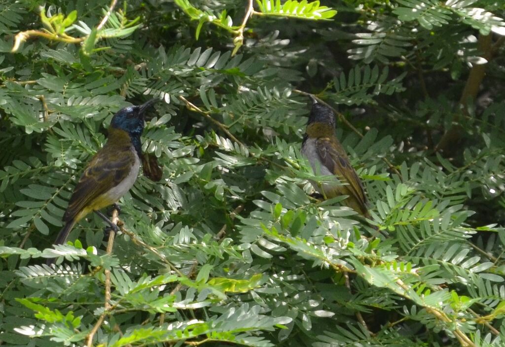 Souimanga de Reichenbachadulte, identification