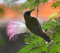 Reichenbach's Sunbird