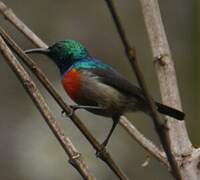 Tiny Sunbird