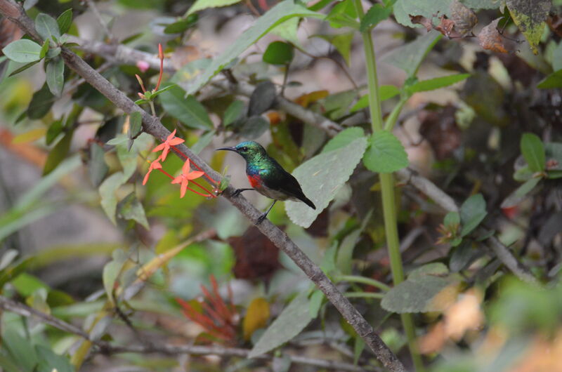 Tiny Sunbird male, identification