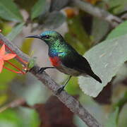 Tiny Sunbird