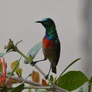 Tiny Sunbird