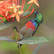 Tiny Sunbird