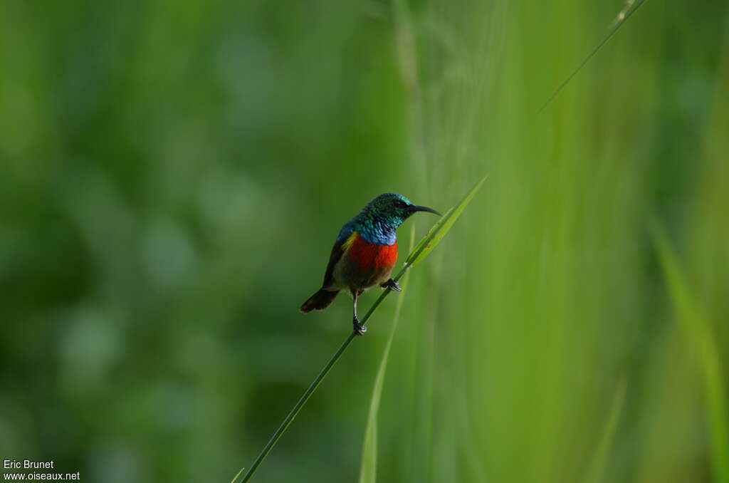 Souimanga minule mâle, identification