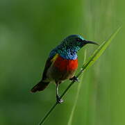 Tiny Sunbird