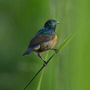 Tiny Sunbird