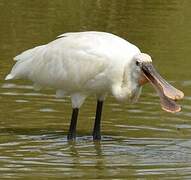 Eurasian Spoonbill