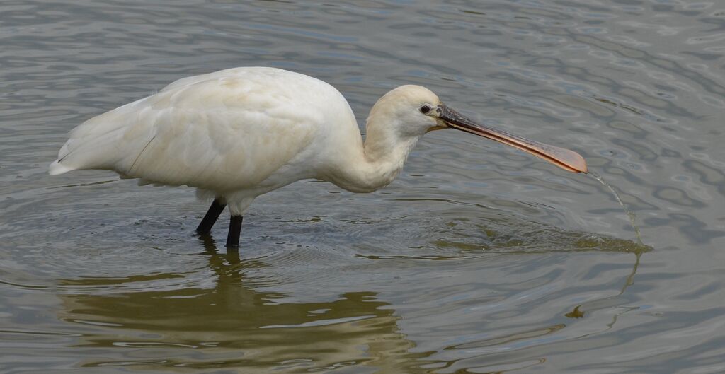 Eurasian Spoonbilladult post breeding, identification