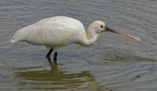 Eurasian Spoonbill