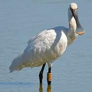 Eurasian Spoonbill