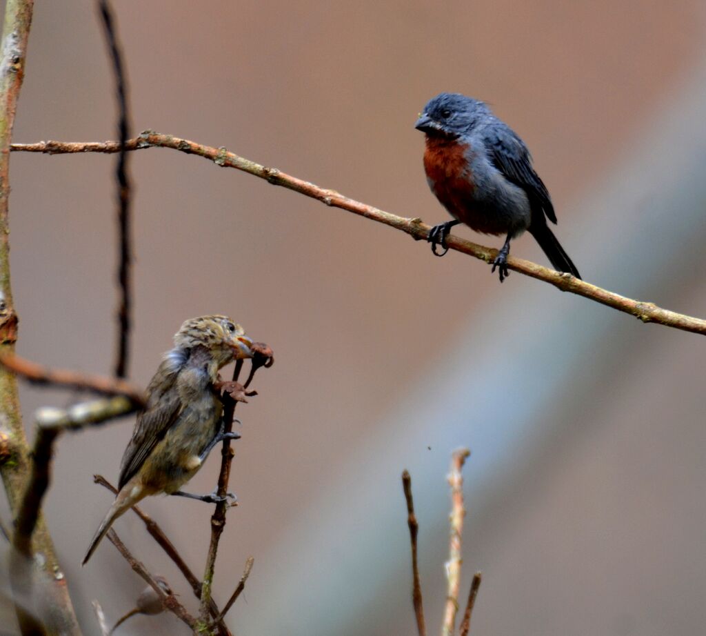 Chestnut-bellied Seedeateradult, feeding habits, eats