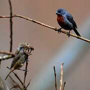 Chestnut-bellied Seedeater