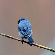 Chestnut-bellied Seedeater