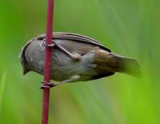 Slate-colored Seedeater