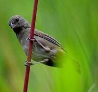 Slate-colored Seedeater