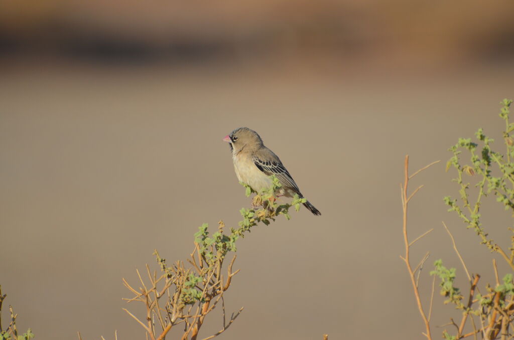 Scaly-feathered Weaveradult, identification