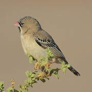 Scaly-feathered Weaver