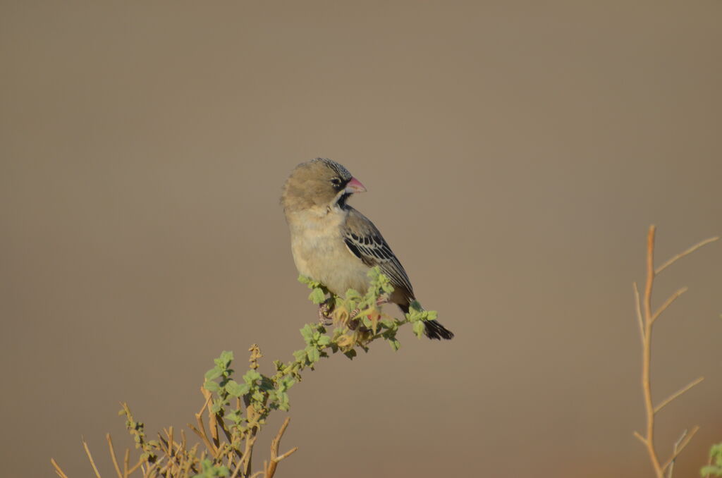 Scaly-feathered Weaveradult, identification