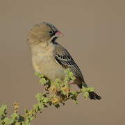 Scaly-feathered Weaver