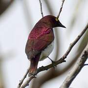 Violet-backed Starling