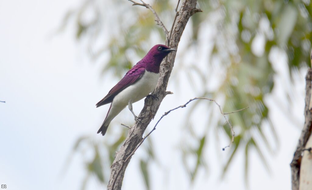 Violet-backed Starling male subadult, identification