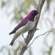 Violet-backed Starling