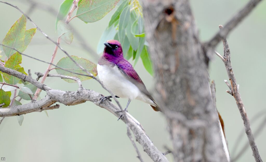 Violet-backed Starling male subadult, identification