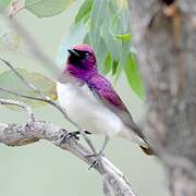 Violet-backed Starling