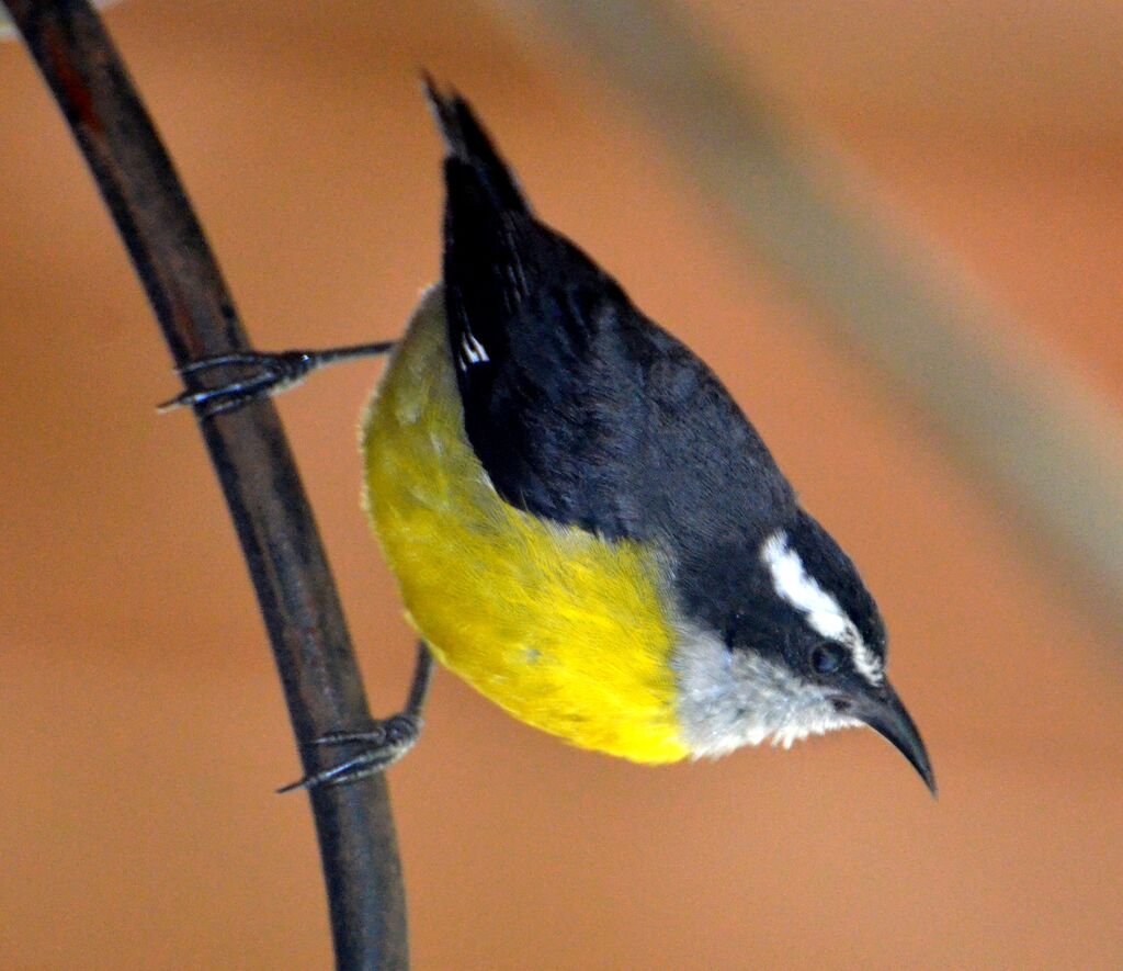 Sucrier à ventre jauneadulte, identification