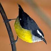 Bananaquit