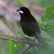 Silver-beaked Tanager