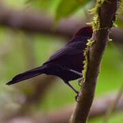 Silver-beaked Tanager