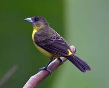 Lemon-rumped Tanager