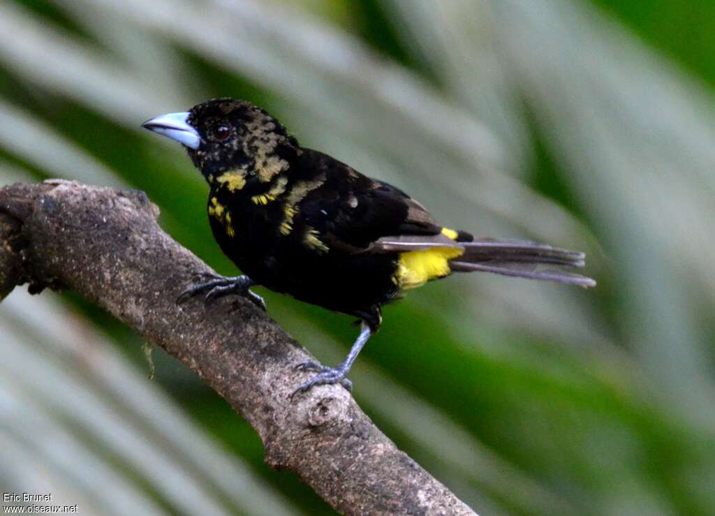 Lemon-rumped Tanager male immature, identification