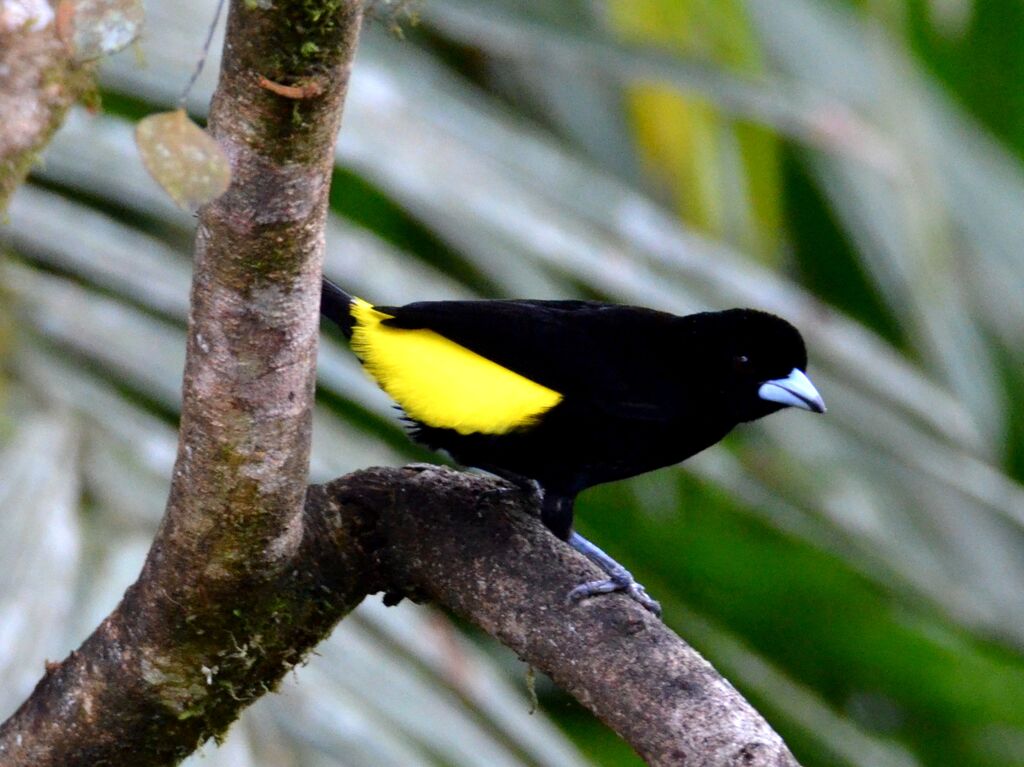 Lemon-rumped Tanager male adult