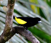 Lemon-rumped Tanager