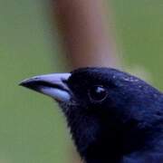 White-lined Tanager