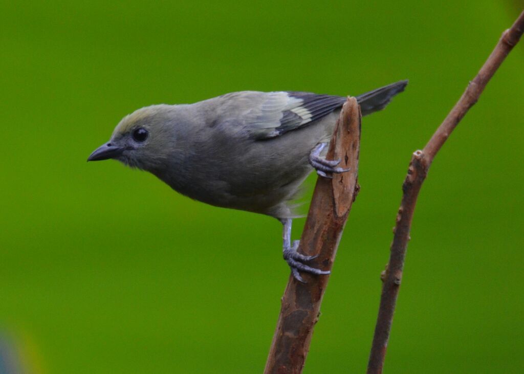 Tangara des palmiersadulte, identification