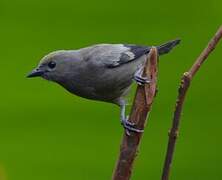 Palm Tanager