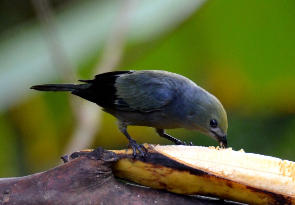 Tangara des palmiersadulte, identification, régime, mange