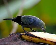 Palm Tanager