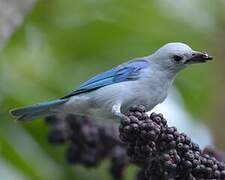 Blue-grey Tanager