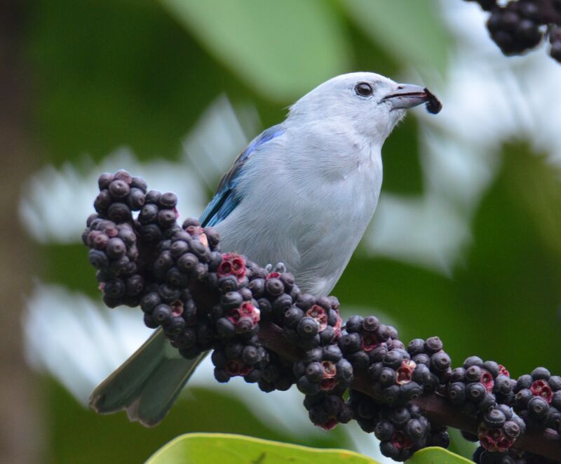 Blue-grey Tanageradult, identification, feeding habits, eats