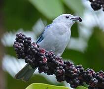 Blue-grey Tanager