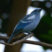 Blue-grey Tanager