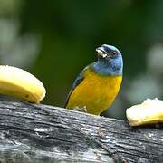 Blue-and-yellow Tanager